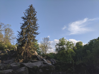 impenetrable thickets in a pine forest