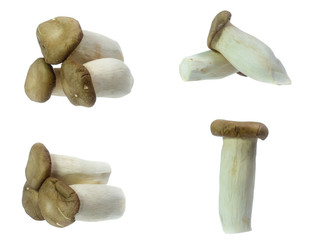 set of King Oyster mushrooms isolated on white background