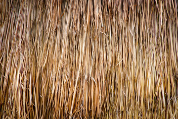 background of dry grass