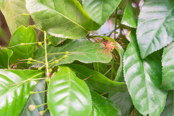 Blooming Indian Oak (or mango pine) flower blossom on tree branch in Hanoi, Vietnam