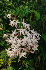 Jasmine flower (Jasminum officinale), blooming with green leaves background