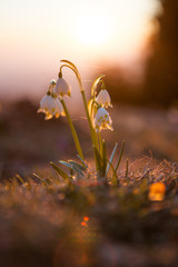 Spring snowdrops in the wilderness
