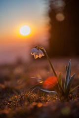 Spring snowdrops in the wilderness