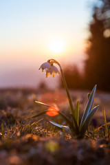 Spring snowdrops in the wilderness