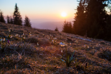 Spring snowdrops in the wilderness