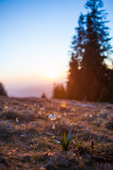 Spring snowdrops in the wilderness