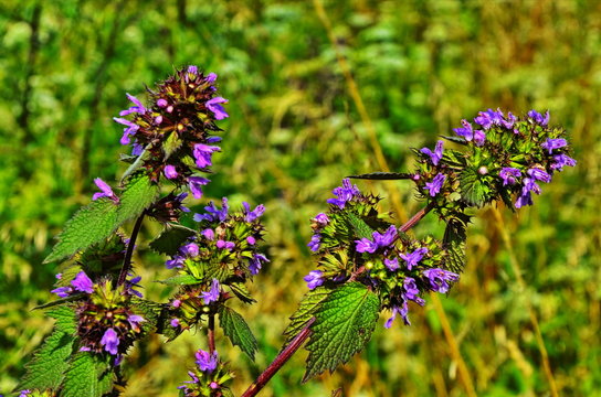 Blossoms of Ballota nigra, the black horehound.
