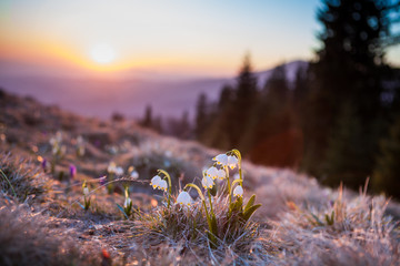 Spring snowdrops in the wilderness