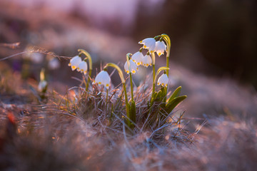 Spring snowdrops in the wilderness