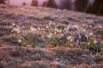 Spring snowdrops in the wilderness