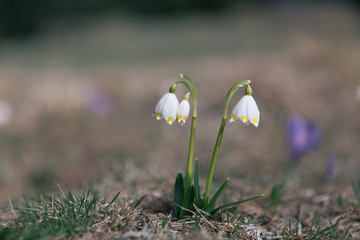 Spring snowdrops in the wilderness