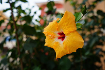 Yellow hibiscus flower in bloom