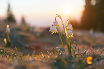 Spring snowdrops in the wilderness