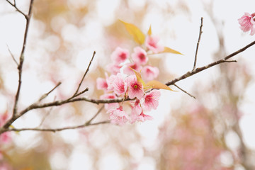 Naklejka premium Beautiful cherry blossom or sakura in spring time over sky