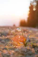 Spring snowdrops in the wilderness