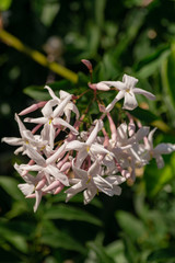 Jasmine flower (Jasminum officinale), blooming with green leaves background