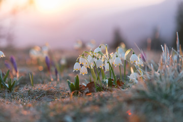 Spring snowdrops in the wilderness