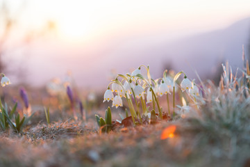 Spring snowdrops in the wilderness