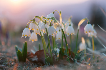 Spring snowdrops in the wilderness