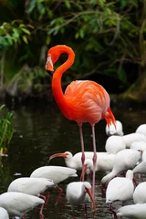 Wandaufkleber A pink flamingo birds standing on one leg © eqroy