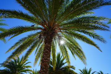 Fototapeta na wymiar Palm trees looking up to a blue sunny sky