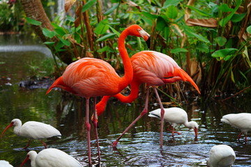 A pink flamingo birds standing on one leg