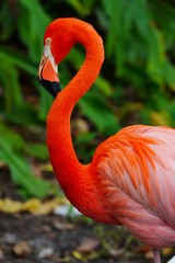 A pink flamingo birds standing on one leg