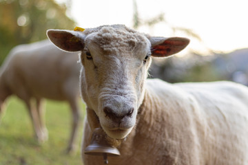 Schaf mit Glocke