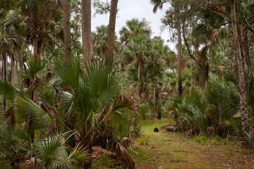 Palm hammock at Lake Woodruff National Wildlife Refuge near De Land, Florida