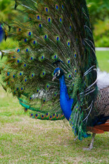 Obraz premium Colorful green and blue male peacock bird with its plume feathers tail fully opened