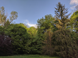 impenetrable thickets in a pine forest