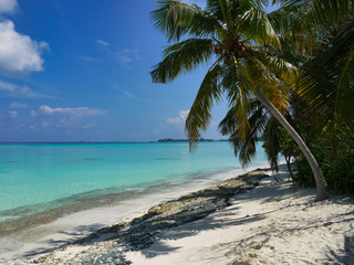 Fototapeta na wymiar Beach with palm trees - Kuramathi Maldives