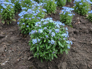flowers in the garden