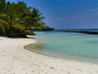 Beach with palm trees - Kuramathi Maldives