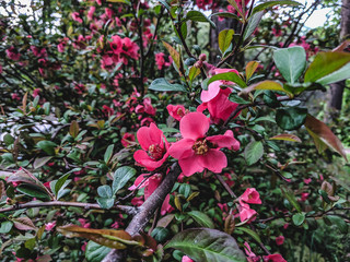 beautiful unusual plants in the garden