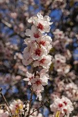 Almond flowers (prunus dulcis) blooming with sunlight