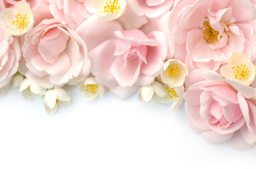 Summer blossoming roses and jasmine on white background. Blooming flowers spring background....