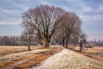 Road during a frosty morning in Oborskie Meadows, Konstancin Jeziorna, Poland