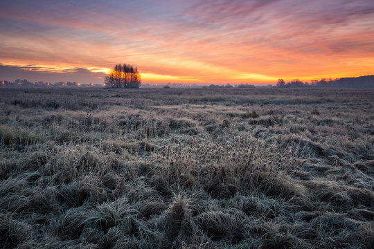 Hoarfrost in the meadow in Oborskie Meadows, Konstancin Jeziorna, Poland