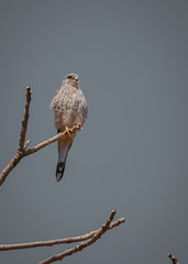 Common Kestrel, Falco tinnunculus, little birds of prey sitting on the tree trunk