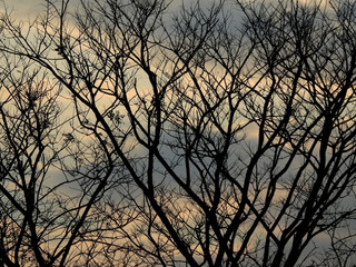 dry branch tree silhouette with sunset of sky background