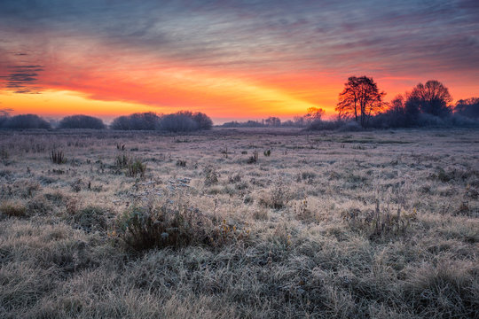 Hoarfrost in the meadow in Oborskie Meadows, Konstancin Jeziorna, Poland