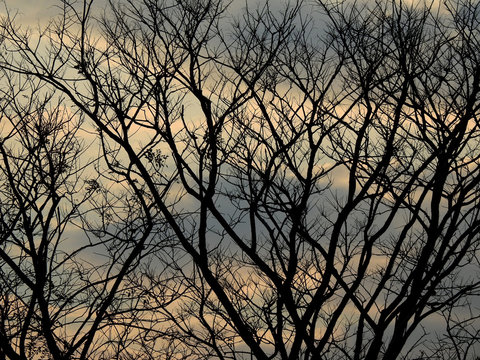 dry branch tree silhouette with sunset of sky background © srckomkrit