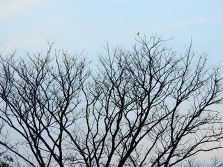 silhouette branch of tree with blue sky at sunset