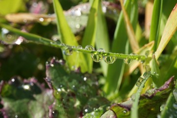 morning dew　Morning drops
