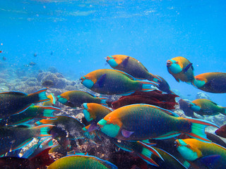 Parrotfishes (Scaridae) - Kuramathi Maldives
