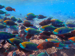 Naklejka na ściany i meble Parrotfishes (Scaridae) - Kuramathi Maldives