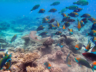 Fototapeta na wymiar Parrotfishes (Scaridae) - Kuramathi Maldives