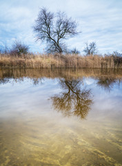 Reflections of a tree in a canal at neusiedlersee