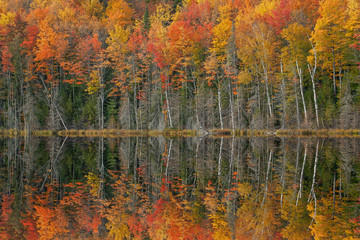 Autumn landscape of Scout Lake with mirrored reflections in calm water, Hiawatha National Forest, Michigan's Upper Peninsula, USA